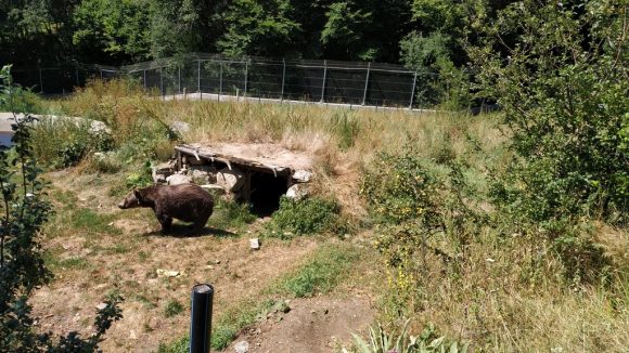 nel parco degli orsi danzanti troviamo un'orsa cieca