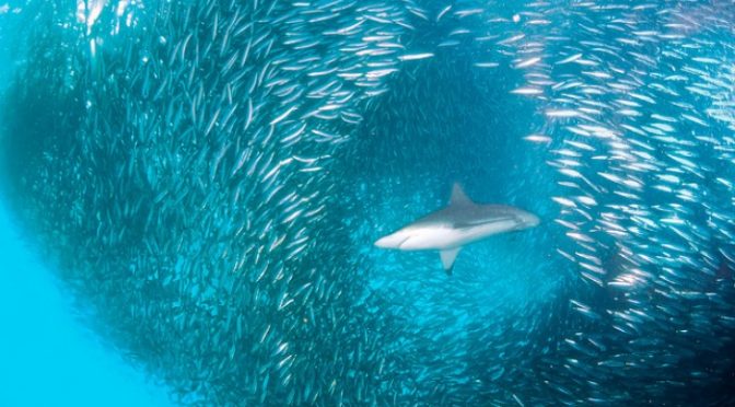 PRIMO BANCO DI PROVA PER LE SARDINE